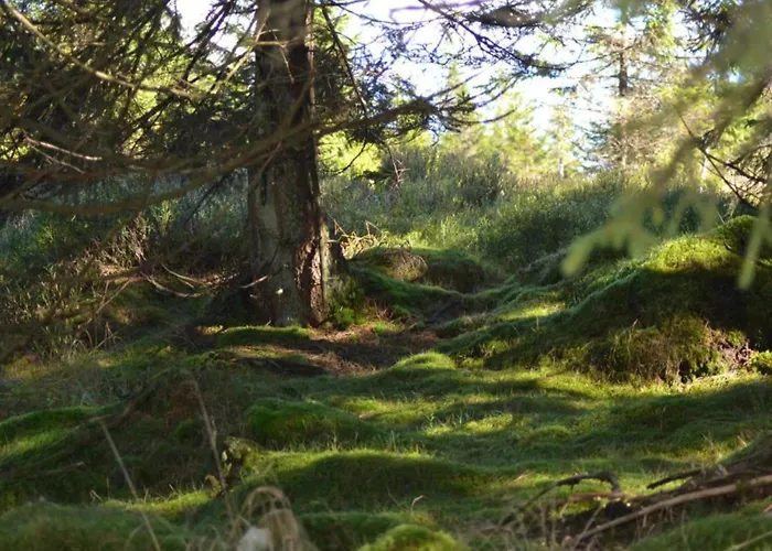 Charmantes Refugium, Harz
